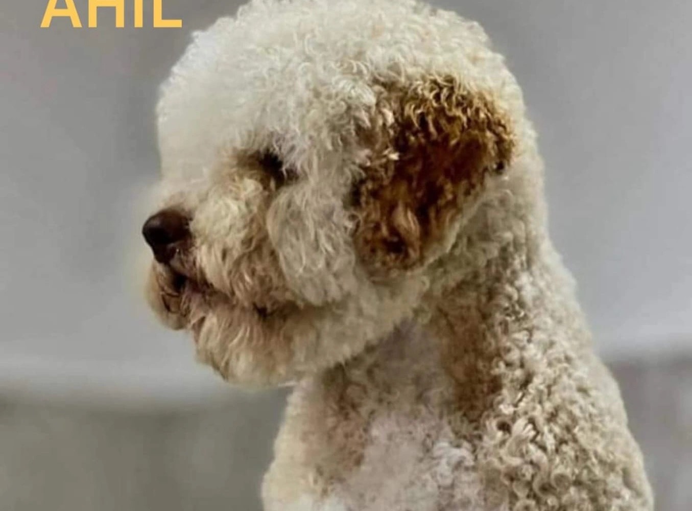 Ahilej - Male Lagotto Romagnolo