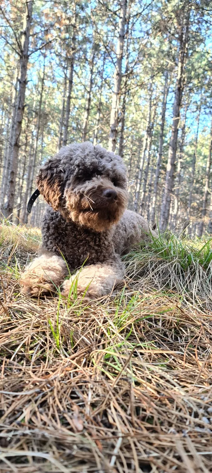 Ami - Male Lagotto Romagnolo