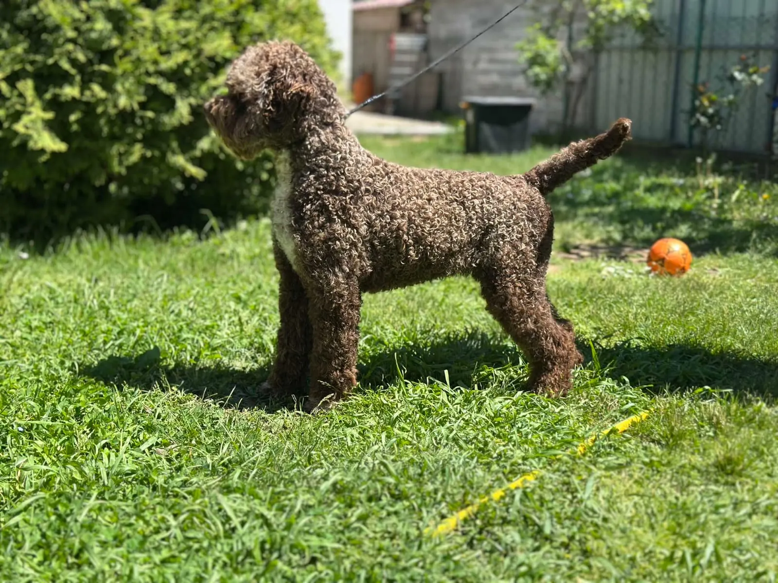 Astra from Truffles Macedonia - Female Lagotto Romagnolo