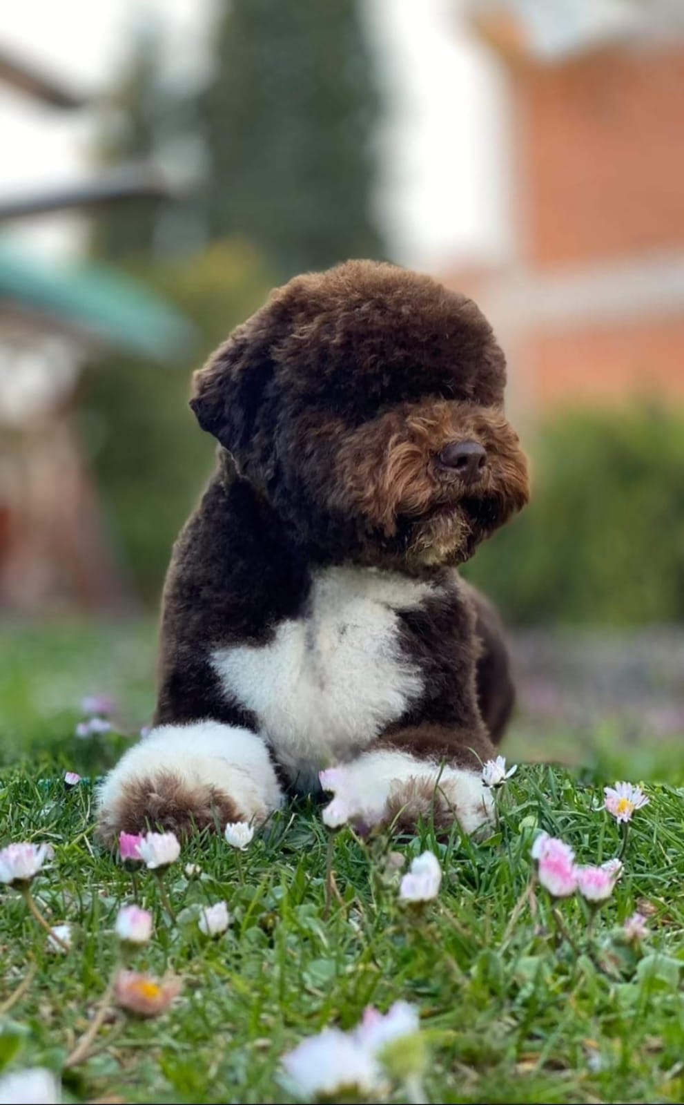 Brown and white Lagotto Romagnolo puppy