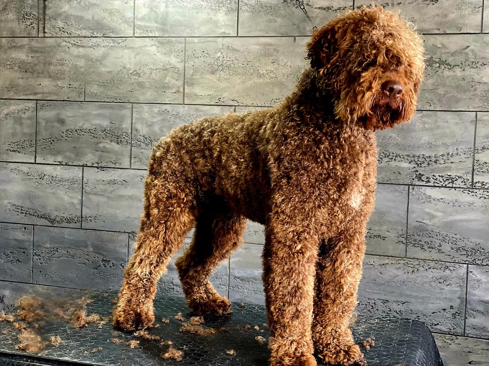 Brown Lagotto puppy getting groomed