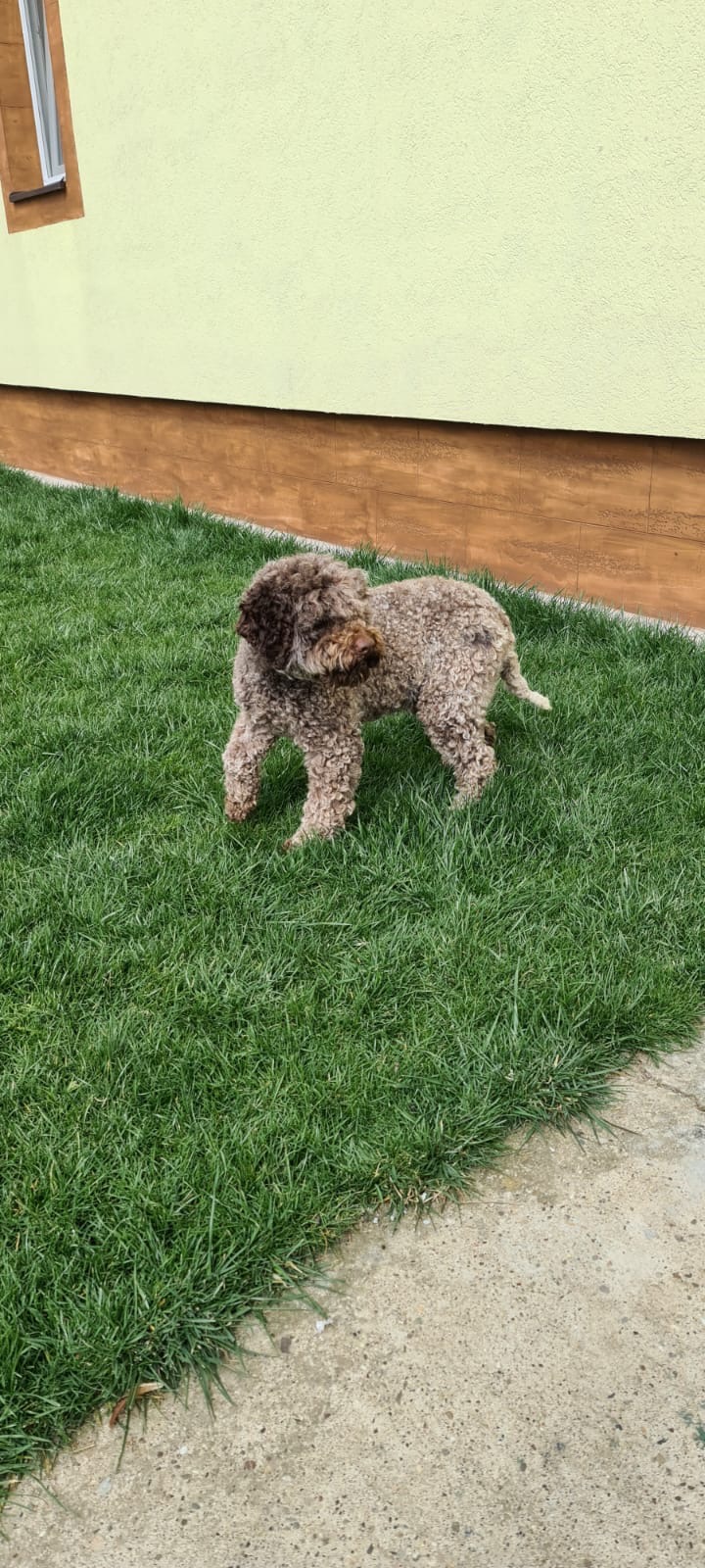 Brown Lagotto puppy in garden