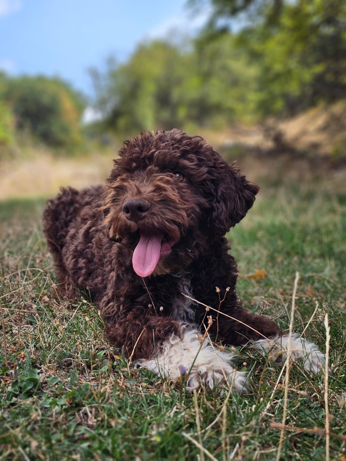 Brown Lagotto puppy with white legs