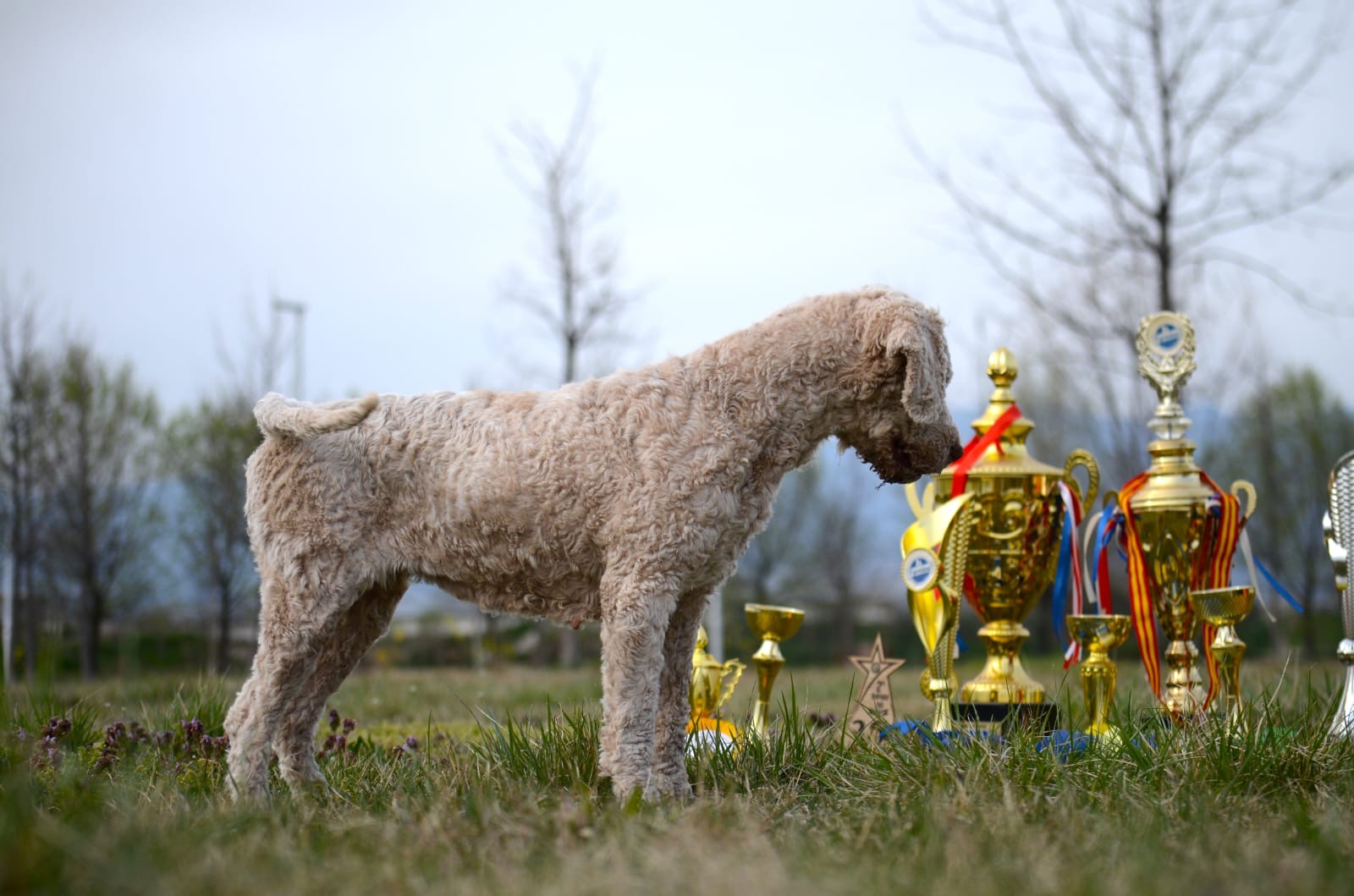 Champion Lagotto Romagnolo with trophy from Truffles Macedonia