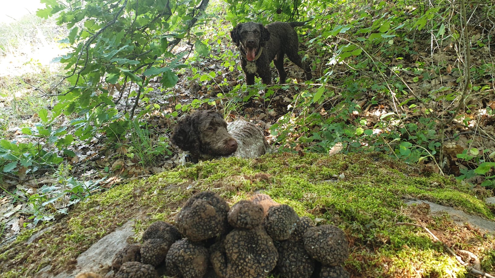 Lagotto Romagnolo puppies with fresh truffle harvest at Truffles Macedonia