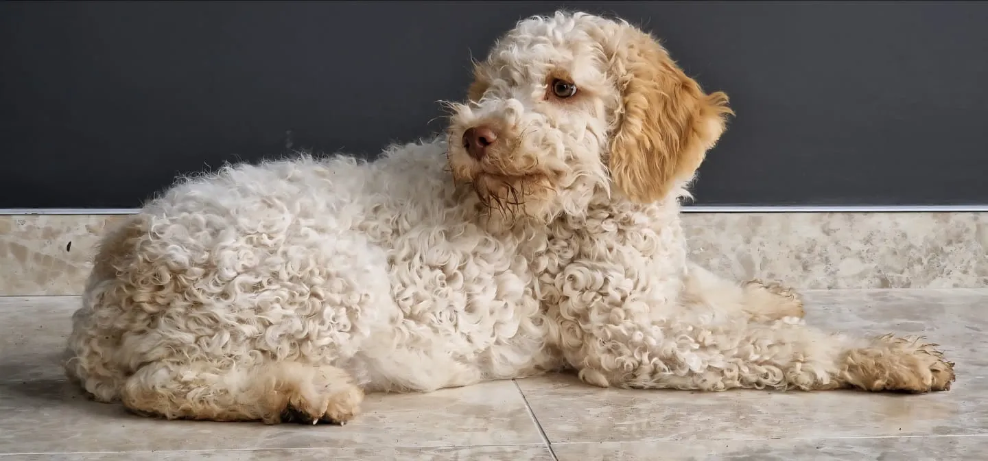 Lagotto Romagnolo puppy standing by the window showing curly coat and alert posture