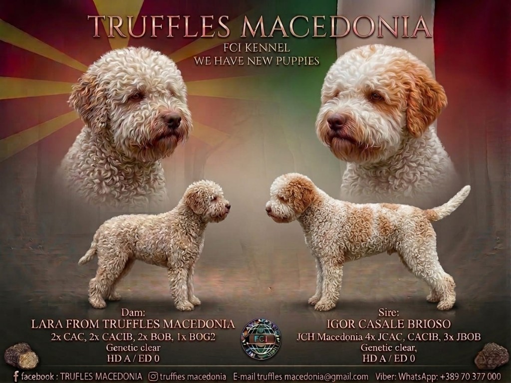 Lara x Igor Litter poster