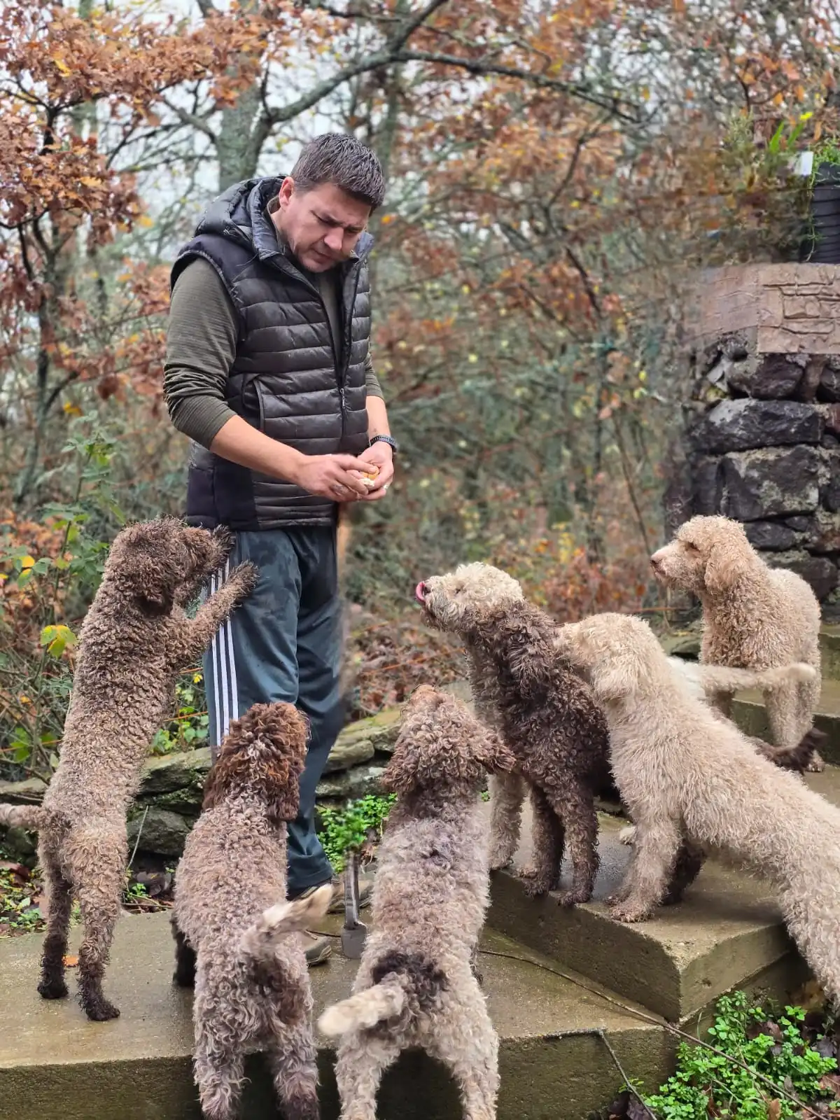 Handler feeding Lagotto Romagnolo dogs